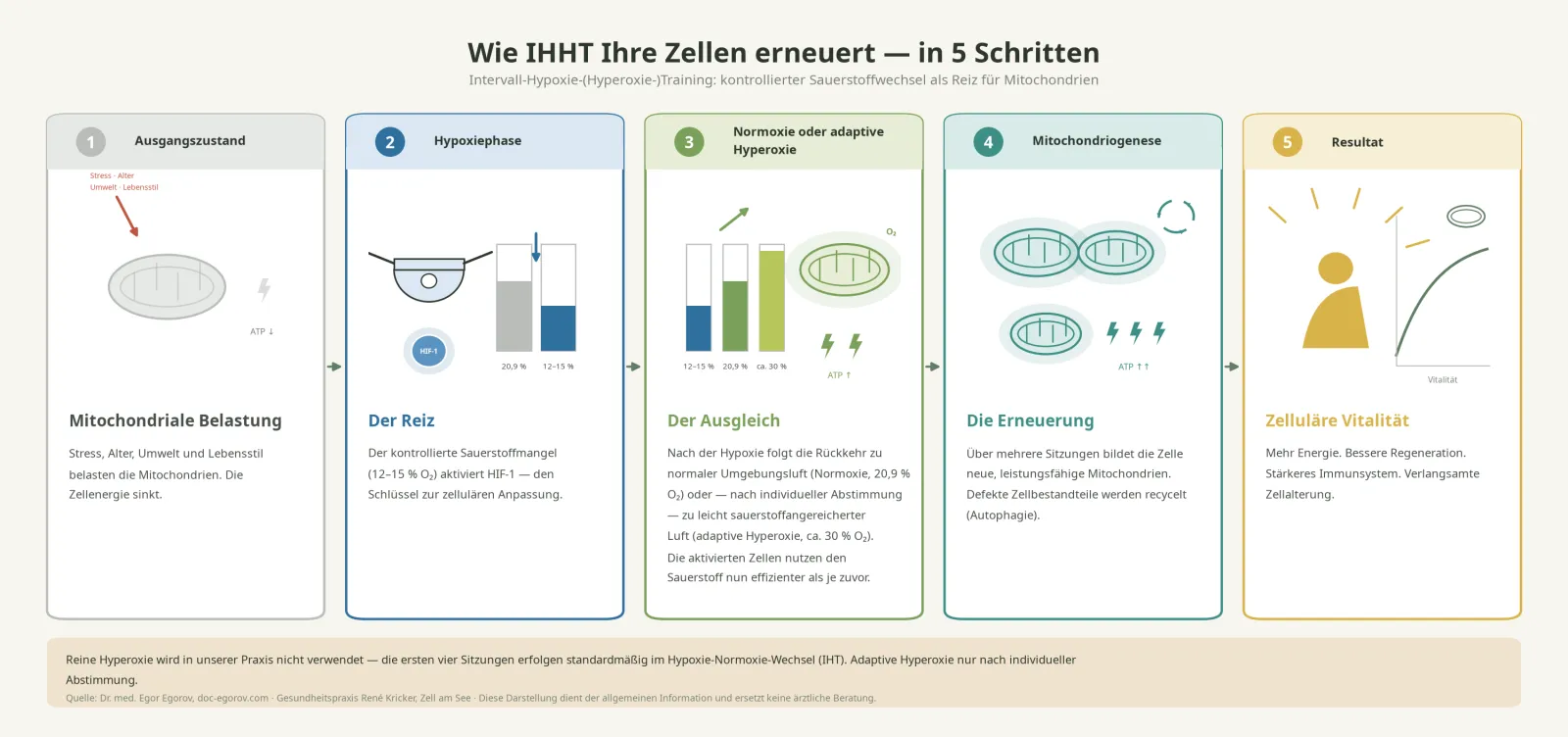 Infografik: Wie IHHT die Zellen erneuert – in 5 Schritten: mitochondriale Belastung, Hypoxiephase mit HIF-1-Aktivierung, Normoxie oder adaptive Hyperoxie, Mitochondriogenese, zelluläre Vitalität